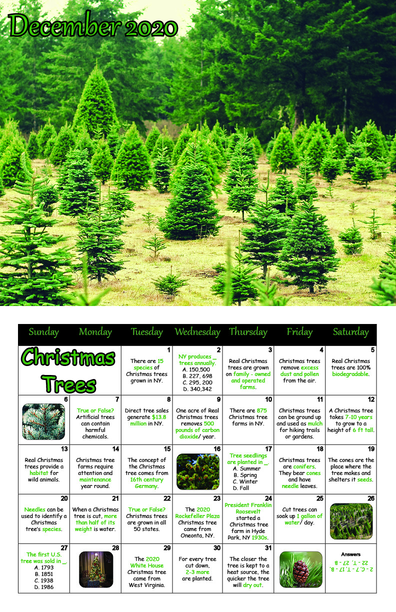 December 2020 Christmas Trees.jpg